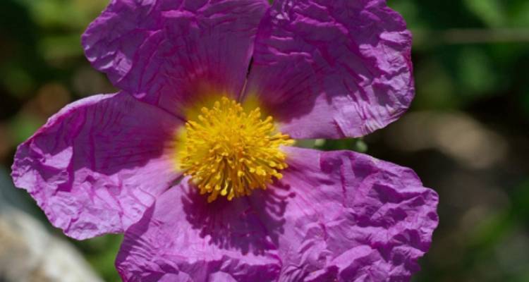 &Pi;&epsilon;&rho;&iota;&phi;έ&rho;&epsilon;&iota;&alpha; &Beta;. &Alpha;&iota;&gamma;&alpha;ί&omicron;&upsilon;: &Sigma;&upsilon;&mu;&beta;ό&lambda;&alpha;&iota;&omicron; &gamma;&iota;&alpha; &sigma;&upsilon;&lambda;&lambda;&omicron;&gamma;ή &kappa;&alpha;&iota; &xi;ή&rho;&alpha;&nu;&sigma;&eta; 800 &kappa;&iota;&lambda;ώ&nu; &tau;&omicron;&upsilon; &phi;&upsilon;&tau;&omicron;ύ &laquo;&alpha;&xi;ί&sigma;&tau;&alpha;&rho;&omicron;&sigmaf;&raquo;