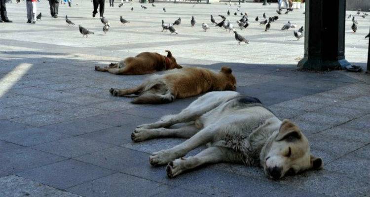 Δηλητηρίασαν σκυλιά στον Άγιο Δημήτριο  | Ξεκίνησε έρευνες η Αστυνομία