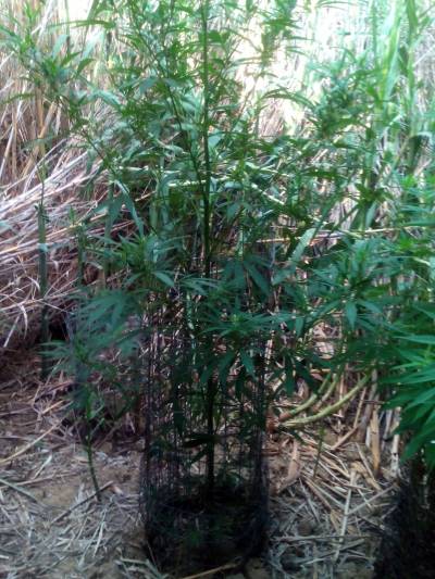 Δενδρύλλια κάνναβης στη Λήμνο (photos)