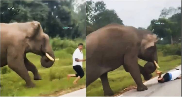 Βίντεο σοκ: Ελέφαντας καταδίωξε και ποδοπάτησε τουρίστα που πήγε να βγάλει σέλφι [σκληρές εικόνες]