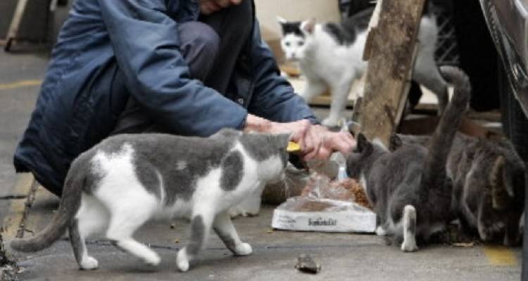 6000 ευρώ πρόστιμο σε γυναίκα που τάιζε γάτες στη Λήμνο