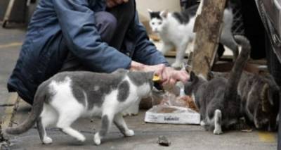 6000 &epsilon;&upsilon;&rho;ώ &pi;&rho;ό&sigma;&tau;&iota;&mu;&omicron; &sigma;&epsilon; &gamma;&upsilon;&nu;&alpha;ί&kappa;&alpha; &pi;&omicron;&upsilon; &tau;ά&iota;&zeta;&epsilon; &gamma;ά&tau;&epsilon;&sigmaf; &sigma;&tau;&eta; &Lambda;ή&mu;&nu;&omicron;