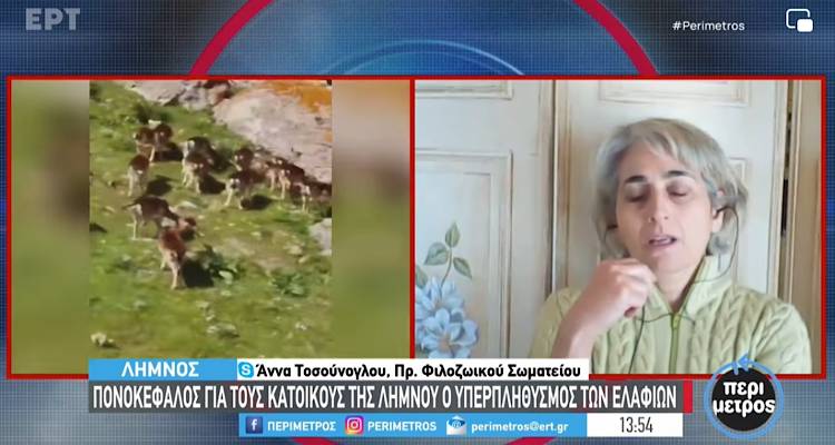 Η Α. Τοσούνογλου στην «Περίμετρο» για τα πλατώνια της Λήμνου