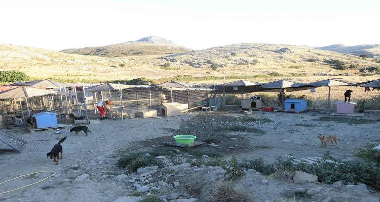 Φιλοζωικό Σωματείο Λήμνου: «Ο Δήμος να κλείσει το κυνοκομείο και να μην δημιουργήσει νέο»