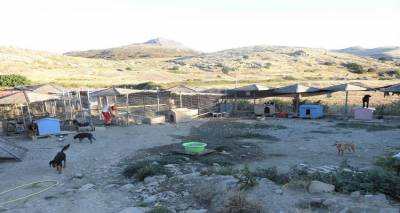 Φιλοζωικό Σωματείο Λήμνου: «Ο Δήμος να κλείσει το κυνοκομείο και να μην δημιουργήσει νέο»