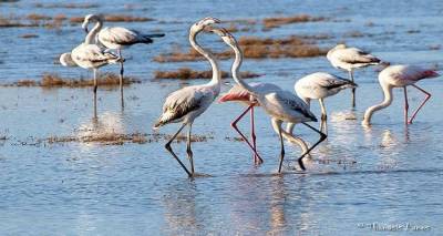 Η Λίμνη Αλυκή της Λήμνου (photos)