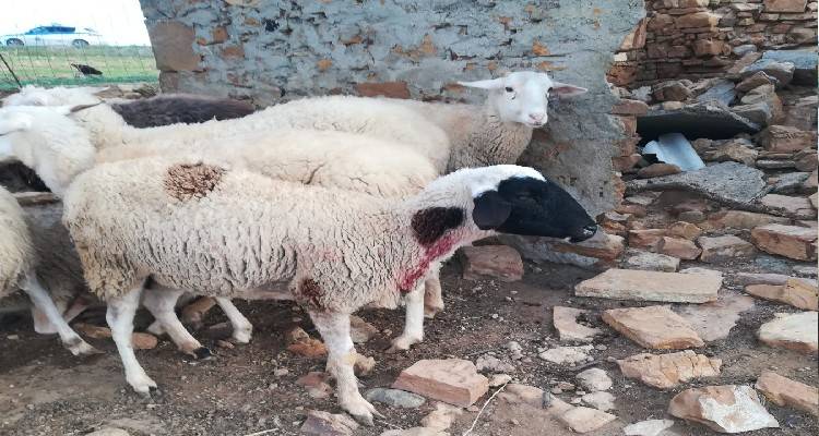 &Lambda;ή&mu;&nu;&omicron;&sigmaf;: &Epsilon;&pi;ί&theta;&epsilon;&sigma;&eta; &alpha;&delta;έ&sigma;&pi;&omicron;&tau;&omega;&nu; &sigma;&kappa;&upsilon;&lambda;&iota;ώ&nu; &sigma;&epsilon; &kappa;&omicron;&pi;ά&delta;&iota; &pi;&rho;&omicron;&beta;ά&tau;&omega;&nu;