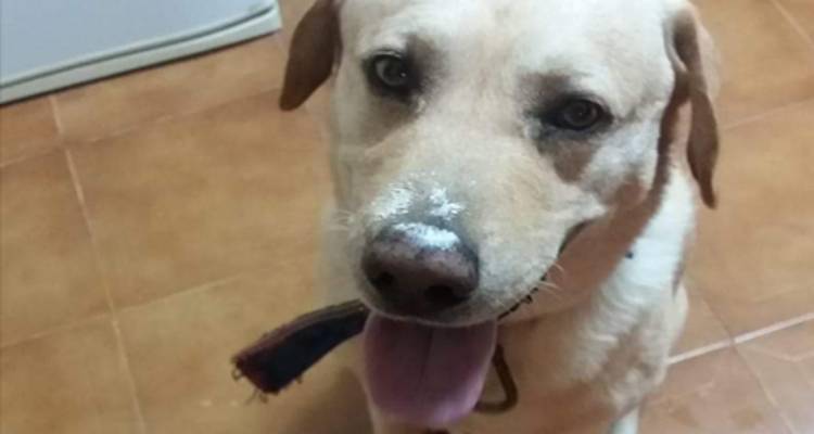 Χάθηκε ο σκύλος της φωτογραφίας στον Άγιο Δημήτριο | Δίνεται αμοιβή