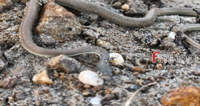 Έ&nu;&alpha; &mu;&iota;&kappa;&rho;ό &phi;ί&delta;&iota; &epsilon;&nu;&tau;&omicron;&pi;ί&sigma;&tau;&eta;&kappa;&epsilon; &sigma;&tau;&omicron; &Phi;&alpha;&nu;&alpha;&rho;ά&kappa;&iota; &mu;&epsilon;&tau;ά &tau;&eta;&nu; &kappa;&alpha;&kappa;&omicron;&kappa;&alpha;&iota;&rho;ί&alpha;