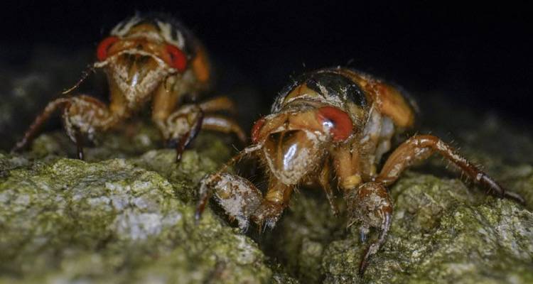 &Eta;&Pi;&Alpha;: &Eta; &epsilon;&iota;&sigma;&beta;&omicron;&lambda;ή &tau;&omega;&nu; &tau;&zeta;&iota;&tau;&zeta;&iota;&kappa;&iota;ώ&nu; | &Omicron;&iota; &epsilon;&iota;&delta;&iota;&kappa;&omicron;ί &mu;&iota;&lambda;&omicron;ύ&nu; &gamma;&iota;&alpha; &epsilon;&kappa;&alpha;&tau;&omicron;&nu;&tau;ά&delta;&epsilon;&sigmaf; &delta;&iota;&sigma;&epsilon;&kappa;&alpha;&tau;&omicron;&mu;&mu;ύ&rho;&iota;&alpha; έ&nu;&tau;&omicron;&mu;&alpha;
