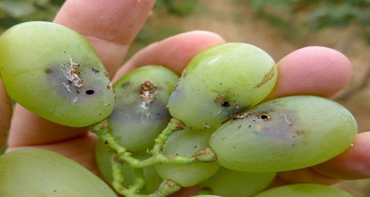 &Tau;&omicron; &Epsilon;&pi;&alpha;&rho;&chi;&epsilon;ί&omicron; &Lambda;ή&mu;&nu;&omicron;&upsilon; &gamma;&iota;&alpha; &tau;&eta; &phi;&upsilon;&tau;&omicron;&pi;&rho;&omicron;&sigma;&tau;&alpha;&sigma;ί&alpha; &tau;&omicron;&upsilon; &alpha;&mu;&pi;&epsilon;&lambda;&iota;&omicron;ύ: &laquo;&Nu;&alpha; &xi;&epsilon;&kappa;&iota;&nu;ή&sigma;&epsilon;&iota; &eta; &kappa;&alpha;&tau;&alpha;&pi;&omicron;&lambda;έ&mu;&eta;&sigma;ή &tau;&eta;&sigmaf; &epsilon;&upsilon;&delta;&epsilon;&mu;ί&delta;&alpha;&sigmaf;&raquo;