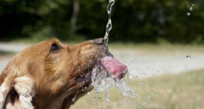 &Omicron;&iota; &iota;&delta;&iota;&omicron;&kappa;&tau;ή&tau;&epsilon;&sigmaf; &zeta;ώ&omega;&nu; &omicron;&phi;&epsilon;ί&lambda;&omicron;&upsilon;&nu; &nu;&alpha; &tau;&alpha; &pi;&rho;&omicron;&sigma;&tau;&alpha;&tau;&epsilon;ύ&sigma;&omicron;&upsilon;&nu; &alpha;&pi;ό &tau;&omicron;&nu; &kappa;&alpha;ύ&sigma;&omega;&nu;&alpha;