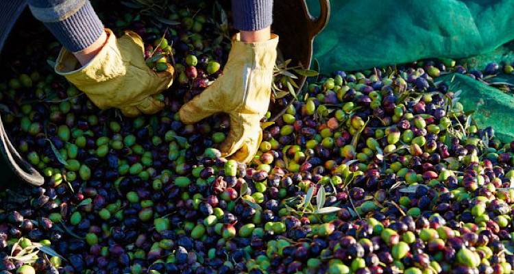 Λήμνος: Υποχρεωτική από φέτος η δήλωση συγκομιδής ελαιοκάρπου | Τι πρέπει να γνωρίζουν οι παραγωγοί