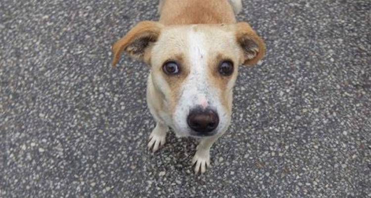 &laquo;Έ&kappa;&kappa;&lambda;&eta;&sigma;&eta; &gamma;&iota;&alpha; &beta;&omicron;ή&theta;&epsilon;&iota;&alpha;&raquo;