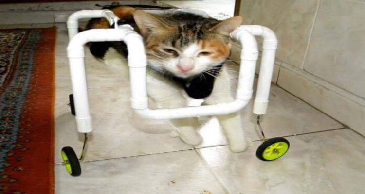 &Lambda;ή&mu;&nu;&omicron;&sigmaf;: &Gamma;&alpha;&tau;ά&kappa;&iota; &sigma;&tau;έ&kappa;&epsilon;&tau;&alpha;&iota; &gamma;&iota;&alpha; &pi;&rho;ώ&tau;&eta; &phi;&omicron;&rho;ά &sigma;&tau;&alpha; &pi;ό&delta;&iota;&alpha; &tau;&omicron;&upsilon; &mu;&epsilon; &alpha;&nu;&alpha;&pi;&eta;&rho;&iota;&kappa;ό &alpha;&mu;&alpha;&xi;ί&delta;&iota;&omicron; &pi;&omicron;&upsilon; &kappa;&alpha;&tau;&alpha;&sigma;&kappa;&epsilon;ύ&alpha;&sigma;&epsilon; &omicron; &Kappa;&omicron;&sigma;&mu;ά&sigmaf; &Lambda;&epsilon;ϊ&lambda;&epsilon;&tau;&zeta;ό&gamma;&lambda;&omicron;&upsilon; (photos)