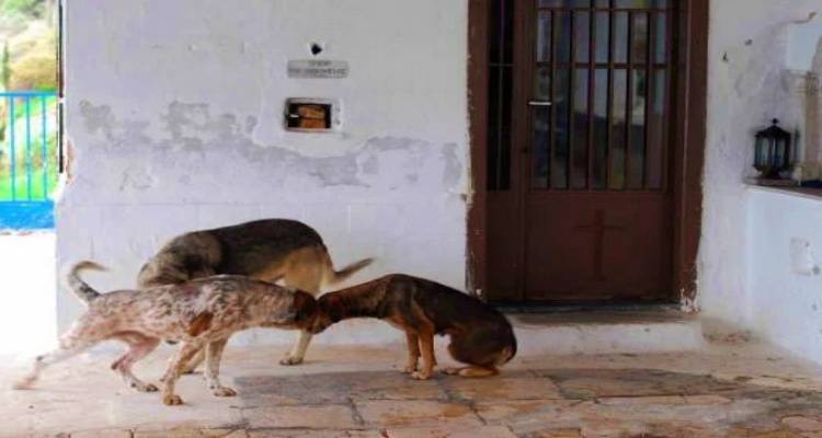&Mu;&omicron;ύ&delta;&rho;&omicron;&sigmaf;: &Alpha;&delta;έ&sigma;&pi;&omicron;&tau;&alpha; &sigma;&kappa;&upsilon;&lambda;&iota;ά &epsilon;&pi;&iota;&tau;έ&theta;&eta;&kappa;&alpha;&nu; &sigma;&epsilon; &omicron;&iota;&kappa;ό&sigma;&iota;&tau;&alpha; &zeta;ώ&alpha;