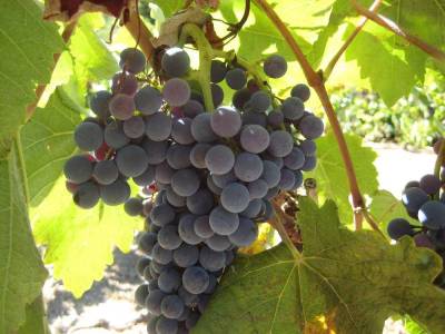 Επιστολή Βογιατζή για τον περονόσπορο στη Λήμνο