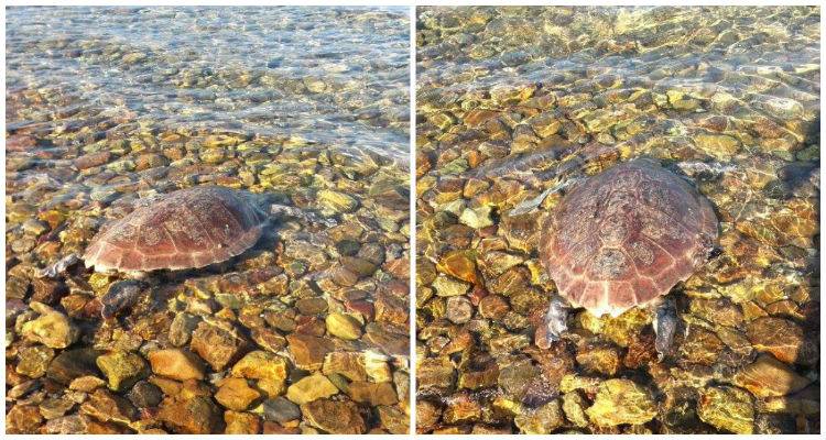 &Nu;&epsilon;&kappa;&rho;ή &theta;&alpha;&lambda;ά&sigma;&sigma;&iota;&alpha; &chi;&epsilon;&lambda;ώ&nu;&alpha; &epsilon;&nu;&tau;&omicron;&pi;ί&sigma;&tau;&eta;&kappa;&epsilon; &sigma;&tau;&eta; &Lambda;ή&mu;&nu;&omicron; (photos)