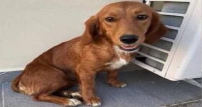 &Lambda;ή&mu;&nu;&omicron;&sigmaf;: &Beta;&rho;έ&theta;&eta;&kappa;&epsilon; &eta; &sigma;&kappa;&upsilon;&lambda;ί&tau;&sigma;&alpha; &tau;&eta;&sigmaf; &phi;&omega;&tau;&omicron;&gamma;&rho;&alpha;&phi;ί&alpha;&sigmaf; | &Tau;&eta;&nu; &psi;ά&chi;&nu;&epsilon;&iota; &kappa;&alpha;&nu;&epsilon;ί&sigmaf;;