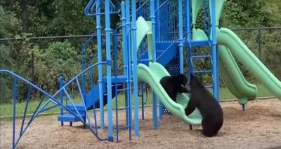 Εκπληκτικό βίντεο: Μαμά αρκούδα παίζει με το μικρό της σε υπαίθριο παιδότοπο