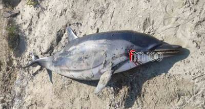 Νεκρό δελφίνι εντοπίστηκε στην παραλία Κότσινα