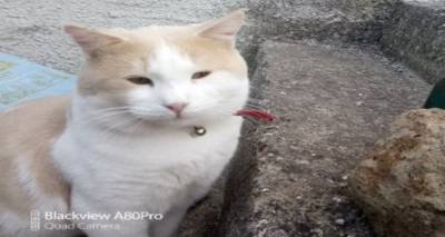 &Chi;ά&theta;&eta;&kappa;&epsilon; &gamma;ά&tau;&omicron;&sigmaf; &sigma;&tau;&eta; &Mu;ύ&rho;&iota;&nu;&alpha;