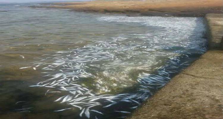 &Sigma;&alpha;&rho;&delta;&epsilon;&lambda;&omicron;&mu;ά&nu;&epsilon;&sigmaf; &gamma;έ&mu;&iota;&sigma;&epsilon; &tau;&omicron; &lambda;&iota;&mu;ά&nu;&iota; &tau;&omicron;&upsilon; &Alpha;&gamma;ί&omicron;&upsilon; &Epsilon;&rho;&mu;&omicron;&lambda;ά&omicron;&upsilon; &sigma;&tau;&eta;&nu; &Alpha;&tau;&sigma;&iota;&kappa;ή (photos)