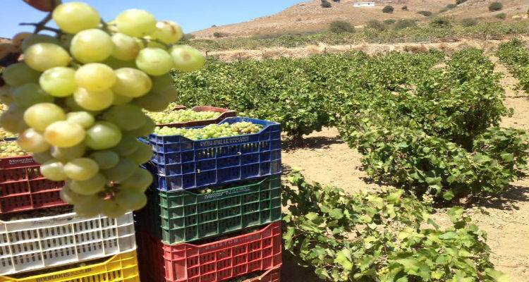 &Tau;&rho;ύ&gamma;&omicron;&sigmaf; 2018: &Tau;&rho;&omicron;&pi;&omicron;&pi;&omicron;ί&eta;&sigma;&eta; &kappa;&alpha;&iota; &Pi;&rho;ό&gamma;&rho;&alpha;&mu;&mu;&alpha; &Epsilon;&rho;&upsilon;&theta;&rho;ώ&nu;