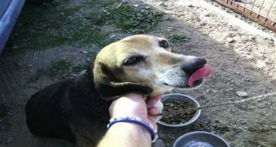 Συνεχίζουν να εγκαταλείπουν ζώα στο κυνοκομείο