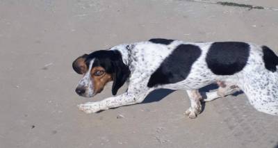 &Beta;&rho;έ&theta;&eta;&kappa;&epsilon; &omicron; &sigma;&kappa;ύ&lambda;&omicron;&sigmaf; &tau;&eta;&sigmaf; &phi;&omega;&tau;&omicron;&gamma;&rho;&alpha;&phi;ί&alpha;&sigmaf; (photos)