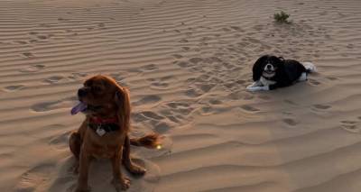 &Pi;&epsilon;&rho;&iota;&sigma;&sigma;ό&tau;&epsilon;&rho;&omicron;&iota; &alpha;&pi;ό 50 Έ&lambda;&lambda;&eta;&nu;&epsilon;&sigmaf; &epsilon;&gamma;&kappa;&lambda;&omega;&beta;&iota;&sigma;&mu;έ&nu;&omicron;&iota; &sigma;&tau;&alpha; &Eta;&nu;&omega;&mu;έ&nu;&alpha; &Alpha;&rho;&alpha;&beta;&iota;&kappa;ά &Epsilon;&mu;&iota;&rho;ά&tau;&alpha; &kappa;&alpha;&theta;ώ&sigmaf; &delta;&epsilon;&nu; &epsilon;&gamma;&kappa;&alpha;&tau;&alpha;&lambda;&epsilon;ί&pi;&omicron;&upsilon;&nu; &tau;&alpha; &kappa;&alpha;&tau;&omicron;&iota;&kappa;ί&delta;&iota;ά &tau;&omicron;&upsilon;&sigmaf; | &Omicron;&rho;&gamma;&alpha;&nu;ώ&nu;&epsilon;&tau;&alpha;&iota;  &epsilon;&iota;&delta;&iota;&kappa;ή &pi;&tau;ή&sigma;&eta; &epsilon;&pi;&alpha;&nu;&alpha;&pi;&alpha;&tau;&rho;&iota;&sigma;&mu;&omicron;ύ