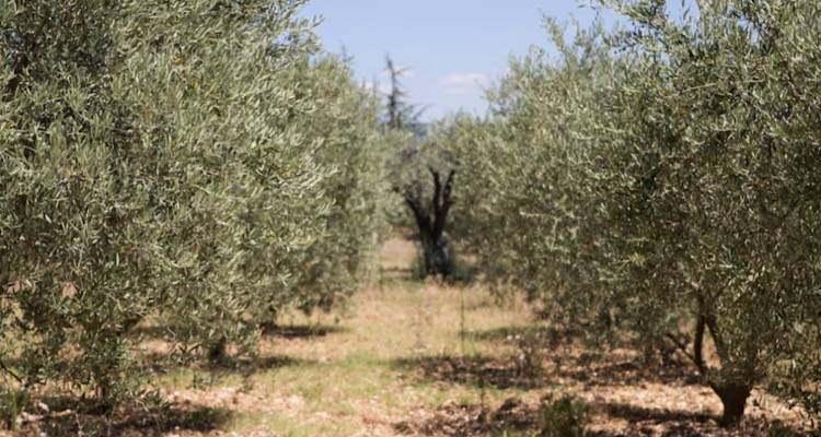 Ξεκινά η πρώτη φάση δακοκτονίας στη Λήμνο | Αναλυτικά το πρόγραμμα