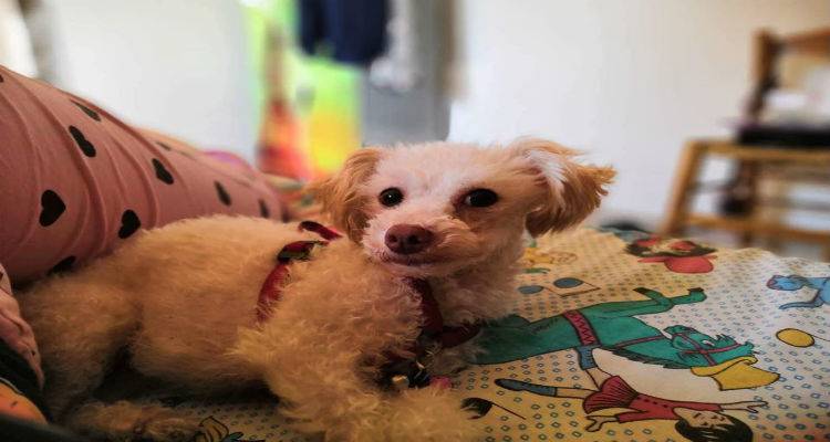 &Chi;ά&theta;&eta;&kappa;&epsilon; &sigma;&tau;&eta;&nu; &Pi;&alpha;&nu;&alpha;&gamma;&iota;ά | &Mu;&pi;&omicron;&rho;&epsilon;ί&tau;&epsilon; &nu;&alpha; &beta;&omicron;&eta;&theta;ή&sigma;&epsilon;&tau;&epsilon;;