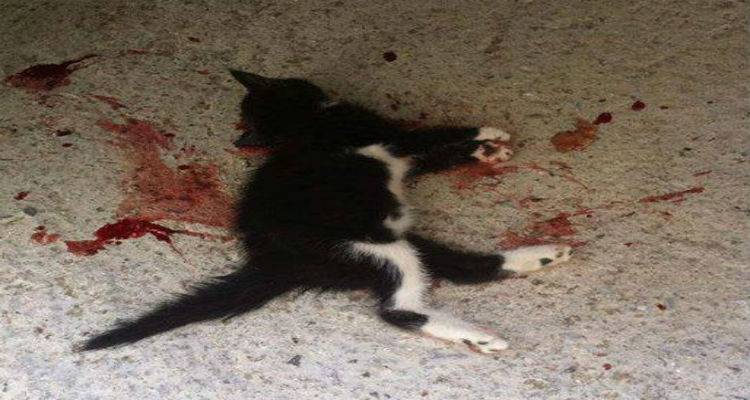 Λήμνος: Hλικιωμένος σκότωσε μικρό γατάκι χτυπώντας το επανειλημμένα με μπετόβεργα (photo)