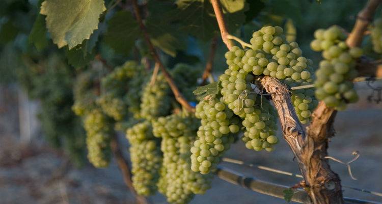 Έ&nu;&omega;&sigma;&eta; &Lambda;ή&mu;&nu;&omicron;&upsilon;: &Xi;&epsilon;&kappa;ί&nu;&eta;&sigma;&alpha;&nu; &omicron;&iota; &alpha;&iota;&tau;ή&sigma;&epsilon;&iota;&sigmaf; &sigma;&tau;&rho;&epsilon;&mu;&mu;&alpha;&tau;&iota;&kappa;ή&sigmaf; &epsilon;&nu;ί&sigma;&chi;&upsilon;&sigma;&eta;&sigmaf; &alpha;&mu;&pi;&epsilon;&lambda;ώ&nu;&omega;&nu;