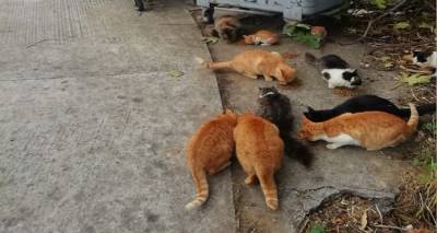 &Lambda;ή&mu;&nu;&omicron;&sigmaf;: &Eta;&mu;έ&rho;&alpha; &sigma;&tau;&epsilon;&iota;&rho;ώ&sigma;&epsilon;&omega;&nu; &alpha;&delta;έ&sigma;&pi;&omicron;&tau;&omega;&nu; &gamma;&alpha;&tau;&iota;ώ&nu;