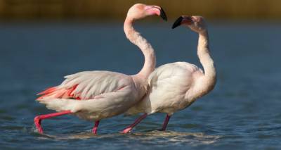 &Theta;έ&lambda;&epsilon;&iota;&sigmaf; &nu;&alpha; &sigma;&upsilon;&nu;&alpha;&nu;&tau;ή&sigma;&epsilon;&iota;&sigmaf; &tau;&alpha; &alpha;&lambda;&eta;&theta;&iota;&nu;ά &rho;&omicron;&zeta; &phi;&lambda;&alpha;&mu;ί&nu;&gamma;&kappa;&omicron;; &Eta; &Lambda;ή&mu;&nu;&omicron;&sigmaf; &sigma;&epsilon; &pi;&epsilon;&rho;&iota;&mu;έ&nu;&epsilon;&iota;!