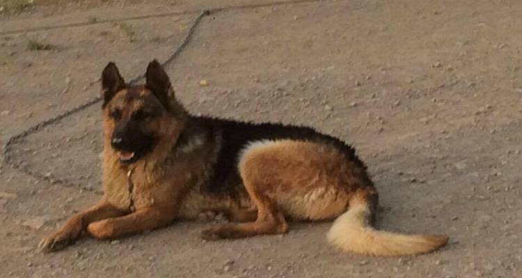 &Chi;ά&theta;&eta;&kappa;&epsilon; &sigma;&kappa;ύ&lambda;&omicron;&sigmaf; &sigma;&tau;&eta;&nu; &pi;&epsilon;&rho;&iota;&omicron;&chi;ή &tau;&omega;&nu; &Theta;έ&rho;&mu;&omega;&nu; (photos)