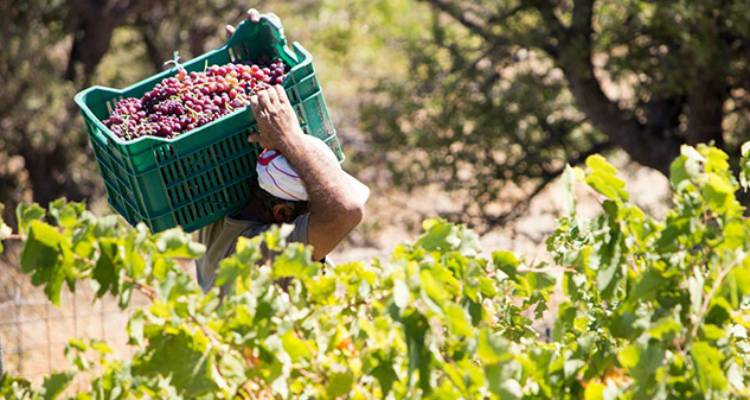 Ξεκινάει ο τρύγος στη Λήμνο | Τι θα ισχύσει φέτος