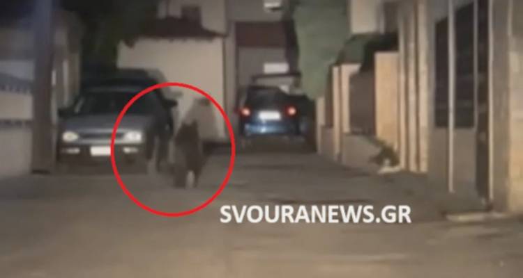 &Alpha;&rho;&kappa;&omicron;ύ&delta;&alpha; έ&sigma;&pi;&epsilon;&iota;&rho;&epsilon; &tau;&omicron;&nu; &pi;&alpha;&nu;&iota;&kappa;ό &sigma;&tau;&omicron; Ά&rho;&gamma;&omicron;&sigmaf; &Omicron;&rho;&epsilon;&sigma;&tau;&iota;&kappa;ό: Έ&tau;&rho;&epsilon;&chi;&epsilon; &sigma;&tau;&omicron; &kappa;έ&nu;&tau;&rho;&omicron; &tau;&eta;&sigmaf; &pi;ό&lambda;&eta;&sigmaf;, &tau;&eta;&nu; έ&delta;&iota;&omega;&xi;&alpha;&nu; &mu;&epsilon;&tau;ά &alpha;&pi;ό ώ&rho;&epsilon;&sigmaf; [&beta;ί&nu;&tau;&epsilon;&omicron;]