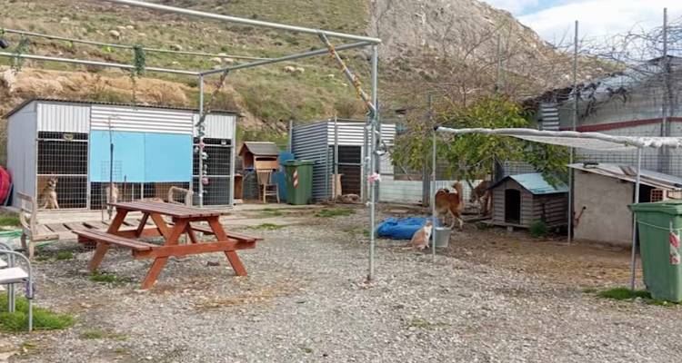 Άννα Τοσούνογλου: Αφού δεν υπάρχει μέριμνα για τη φροντίδα των ζώων, να επανενταχθούν στην κοινότητα