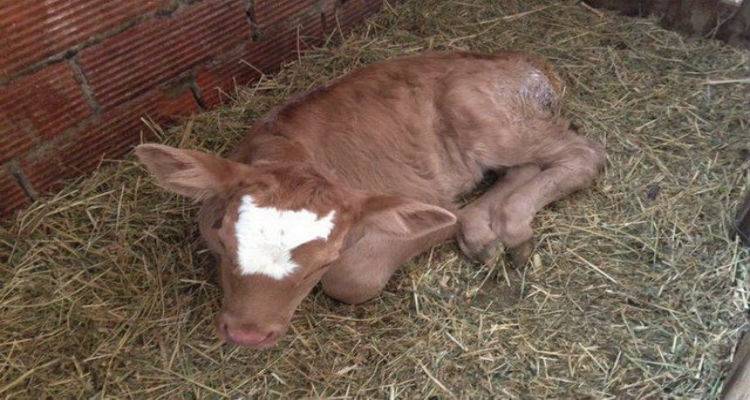 Κρούσμα οζώδους δερματίτιδας στη Λήμνο