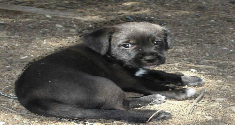 «Αδέσποτες ψυχές» της Λήμνου βρήκαν νέο σπιτικό (photos)