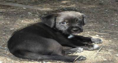 «Αδέσποτες ψυχές» της Λήμνου βρήκαν νέο σπιτικό (photos)