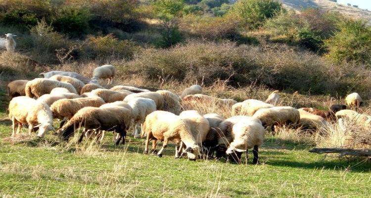 Έκτακτη ενημέρωση κτηνοτρόφων Λήμνου για την ευλογιά