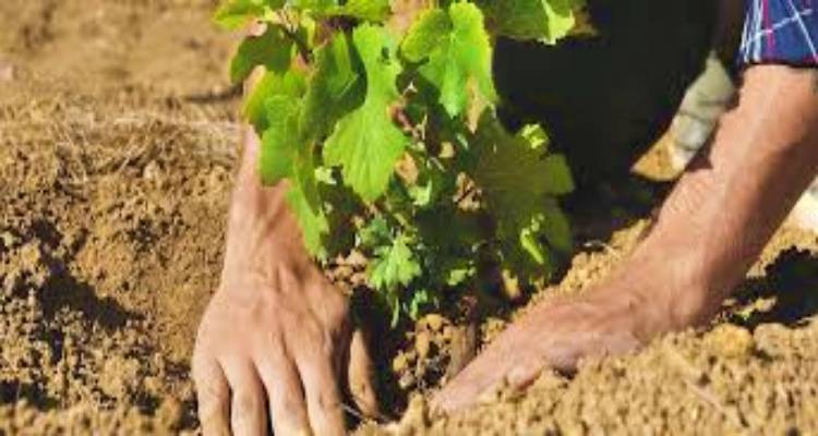 Ξεκινά η υποβολή αιτήσεων για νέες φυτεύσεις αμπελώνων το 2026 στη Λέσβο, Λήμνο και Χίο