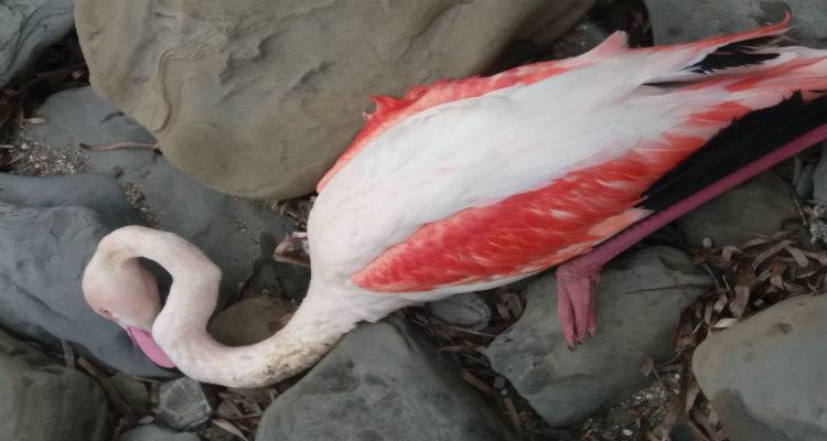 &Epsilon;&nu;&tau;&omicron;&pi;ί&sigma;&tau;&eta;&kappa;&epsilon; &tau;&rho;&alpha;&upsilon;&mu;&alpha;&tau;&iota;&sigma;&mu;έ&nu;&omicron; &Phi;&lambda;&alpha;&mu;ί&nu;&gamma;&kappa;&omicron; &sigma;&tau;&eta;&nu; &Pi;&lambda;ά&kappa;&alpha; (photos)