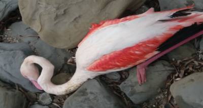 &Epsilon;&nu;&tau;&omicron;&pi;ί&sigma;&tau;&eta;&kappa;&epsilon; &tau;&rho;&alpha;&upsilon;&mu;&alpha;&tau;&iota;&sigma;&mu;έ&nu;&omicron; &Phi;&lambda;&alpha;&mu;ί&nu;&gamma;&kappa;&omicron; &sigma;&tau;&eta;&nu; &Pi;&lambda;ά&kappa;&alpha; (photos)