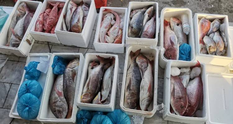Μυτιλήνη: Κατασχέθηκαν 227 κιλά ψάρια -Φαγκριά, συναγρίδες, σκορπίνες, χωρίς παραστατικά