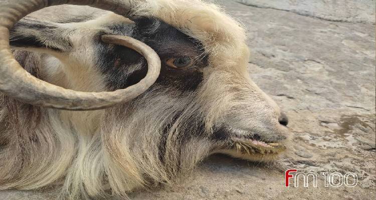 &Tau;&rho;ά&gamma;&omicron;&sigmaf; &kappa;&alpha;&tau;έ&beta;&eta;&kappa;&epsilon; &sigma;&tau;&iota;&sigmaf; &gamma;&epsilon;&iota;&tau;&omicron;&nu;ί&epsilon;&sigmaf; &tau;&eta;&sigmaf; &Mu;&upsilon;&rho;&iota;&nu;&alpha;&sigmaf; &gamma;&iota;&alpha; &beta;&omicron;ή&theta;&epsilon;&iota;&alpha; &alpha;&lambda;&lambda;ά ή&tau;&alpha;&nu; &alpha;&rho;&gamma;ά&hellip;